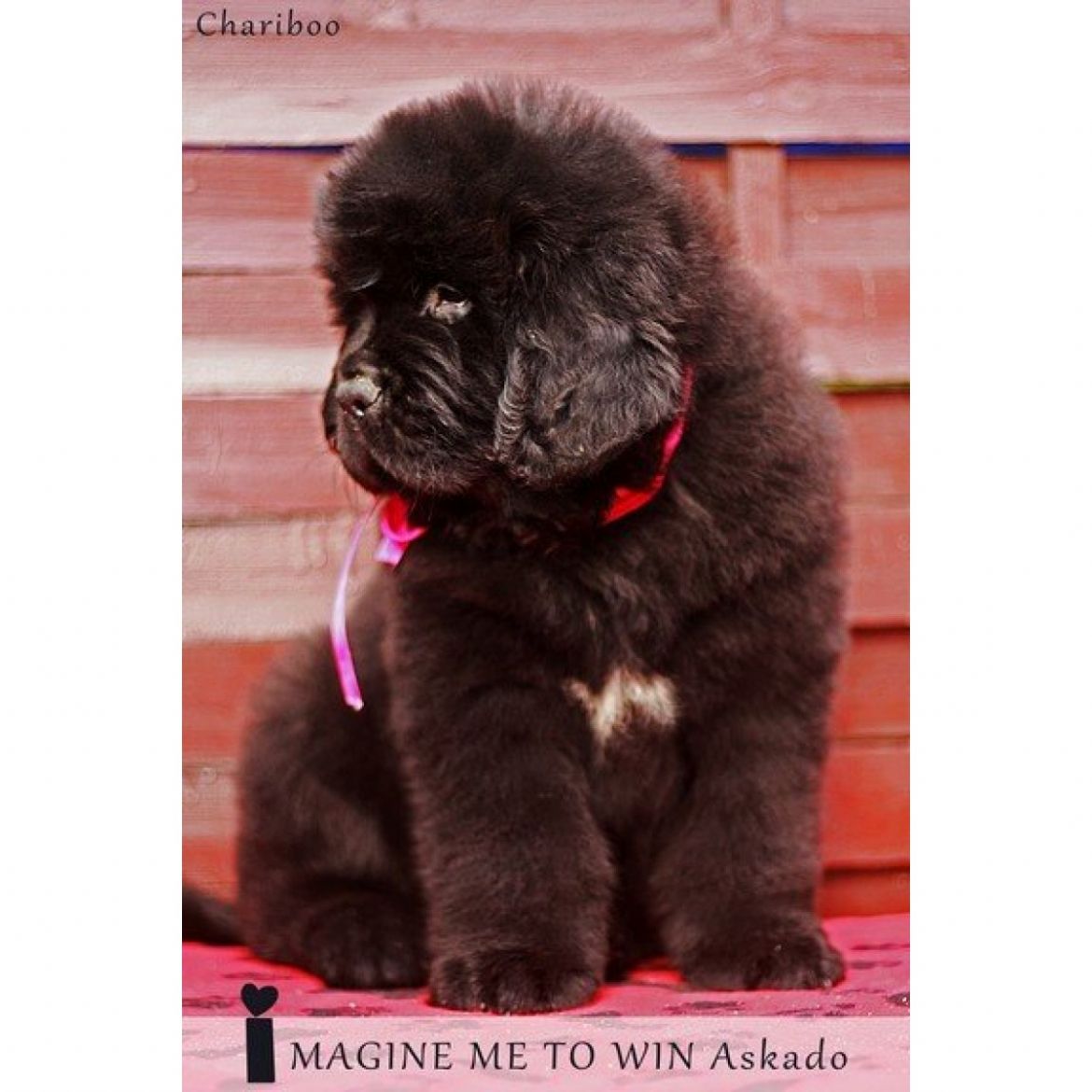 T Imagine Me To Win Askado (17-07-2015)